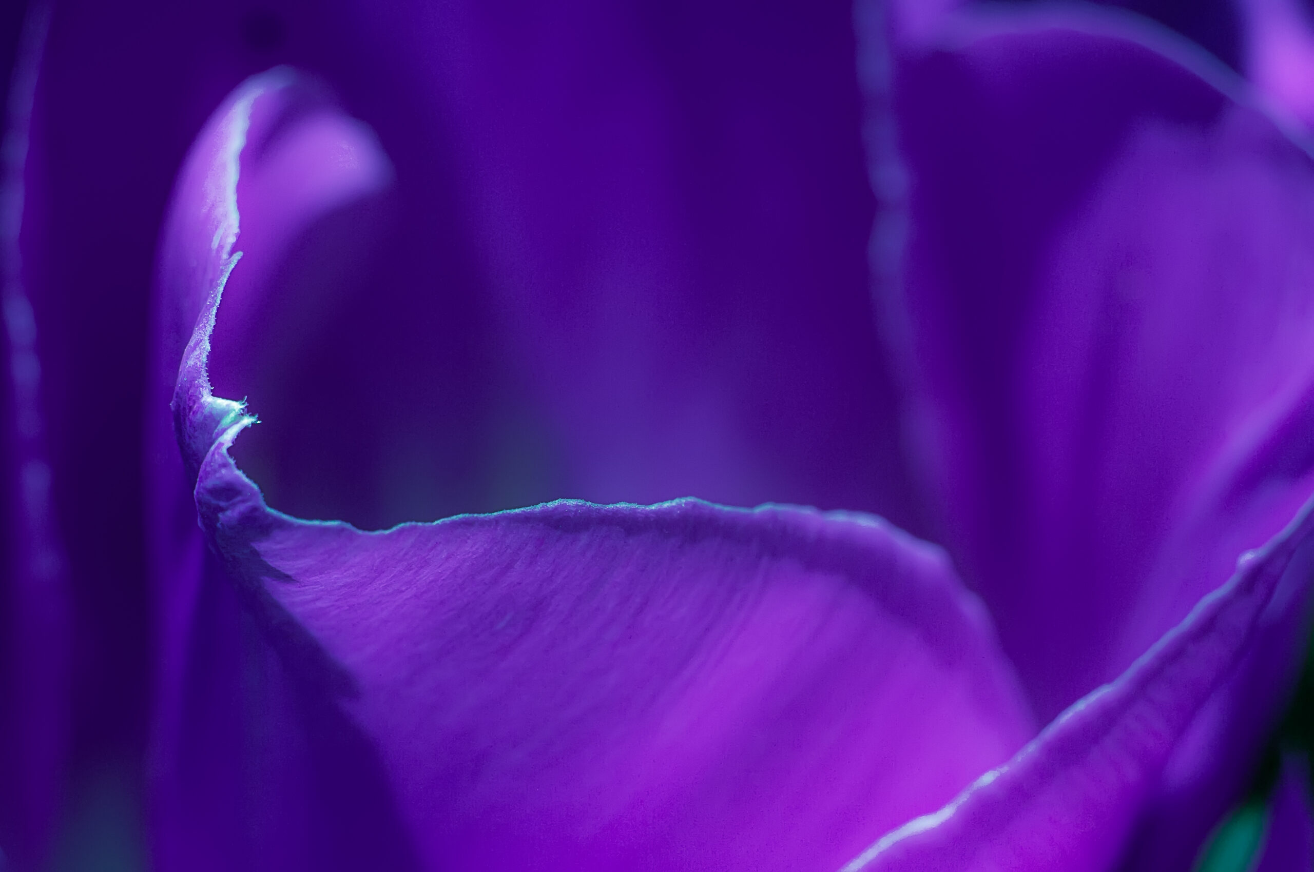 Merger Control, Capabilities, and the New Nature of Potential Competition