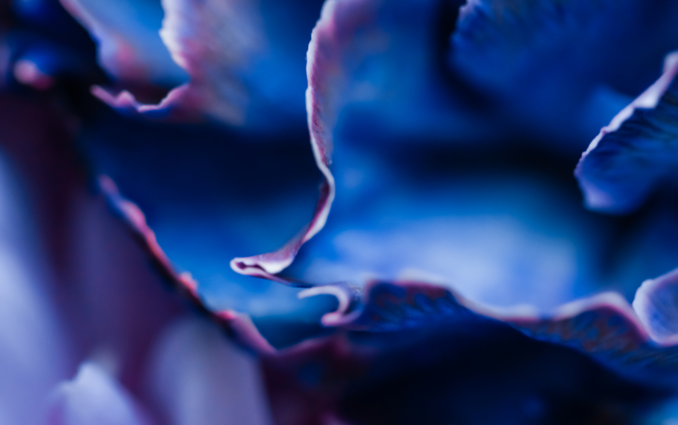 ABA Antitrust Law Section Economics Committee Micro-Economics Series