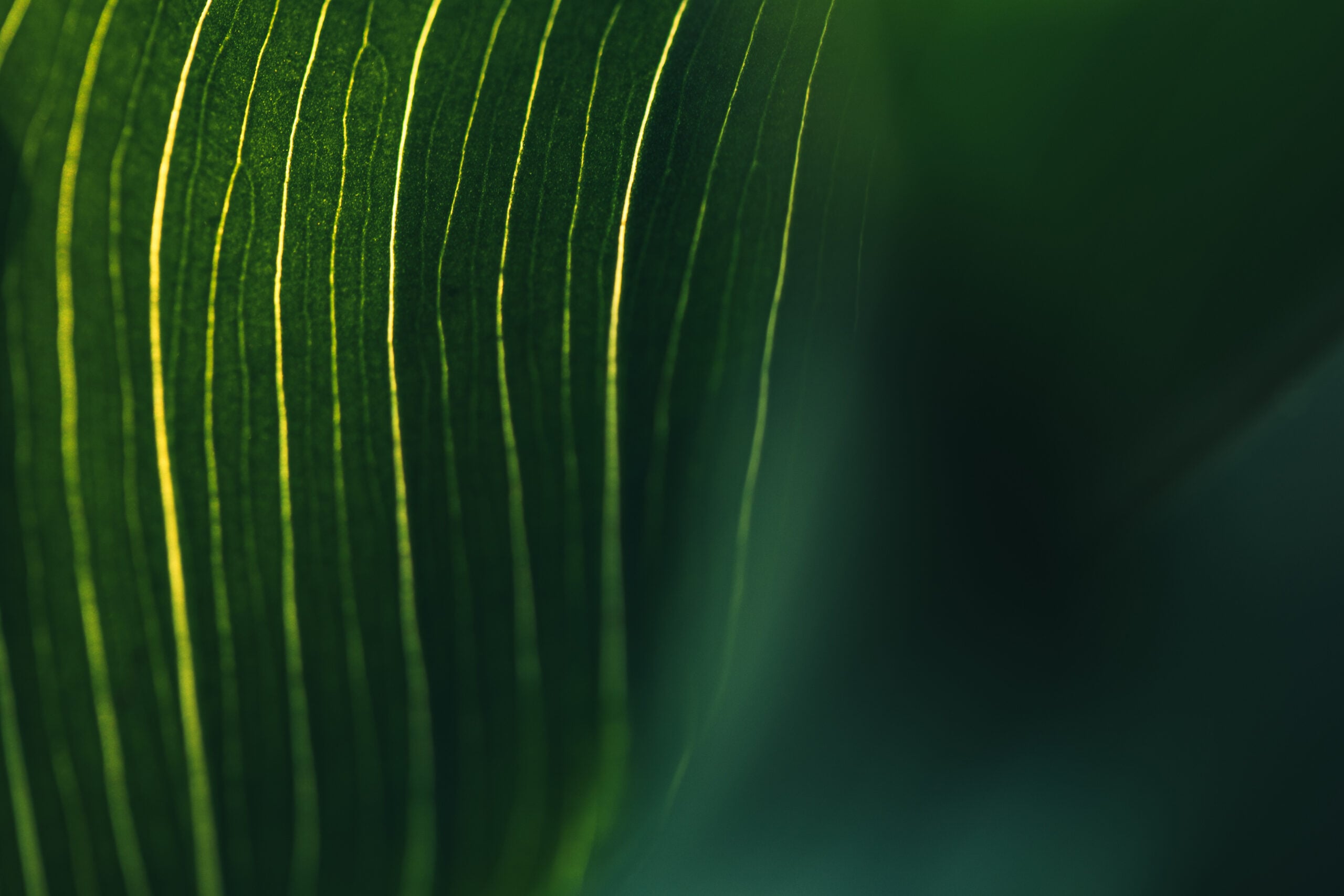 The Dynamic Capabilities of Chinese Companies Leadership In An Age Of Disruptive Innovation, Emerging AI, And Global Competition